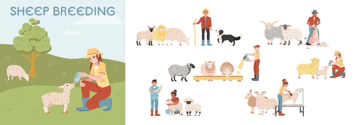 Sheep breeding farm flat composition set with farmers looking after animals isolated vector illustration