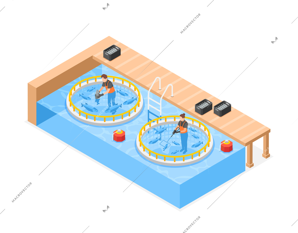 Pisciculture isometric composition with staff selecting fish in ponds for realization vector illustration