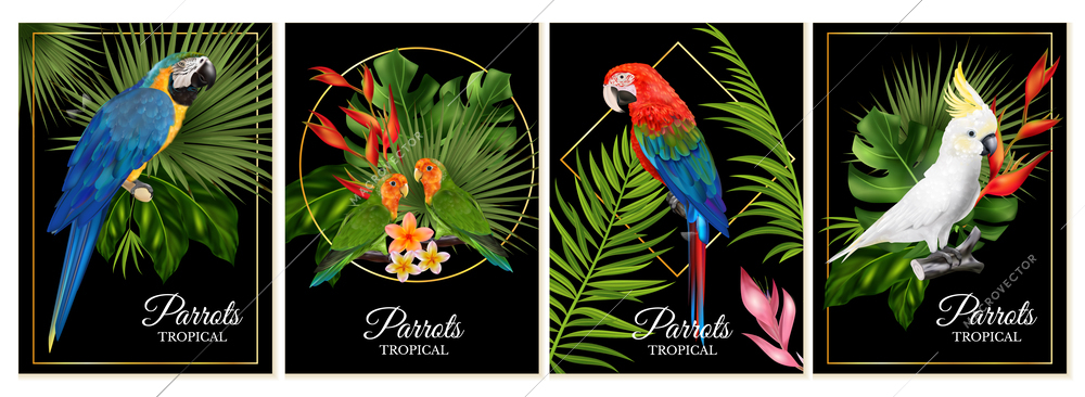 Realistic parrots set of four vertical posters with exotic birds and floral elements with ornate text vector illustration