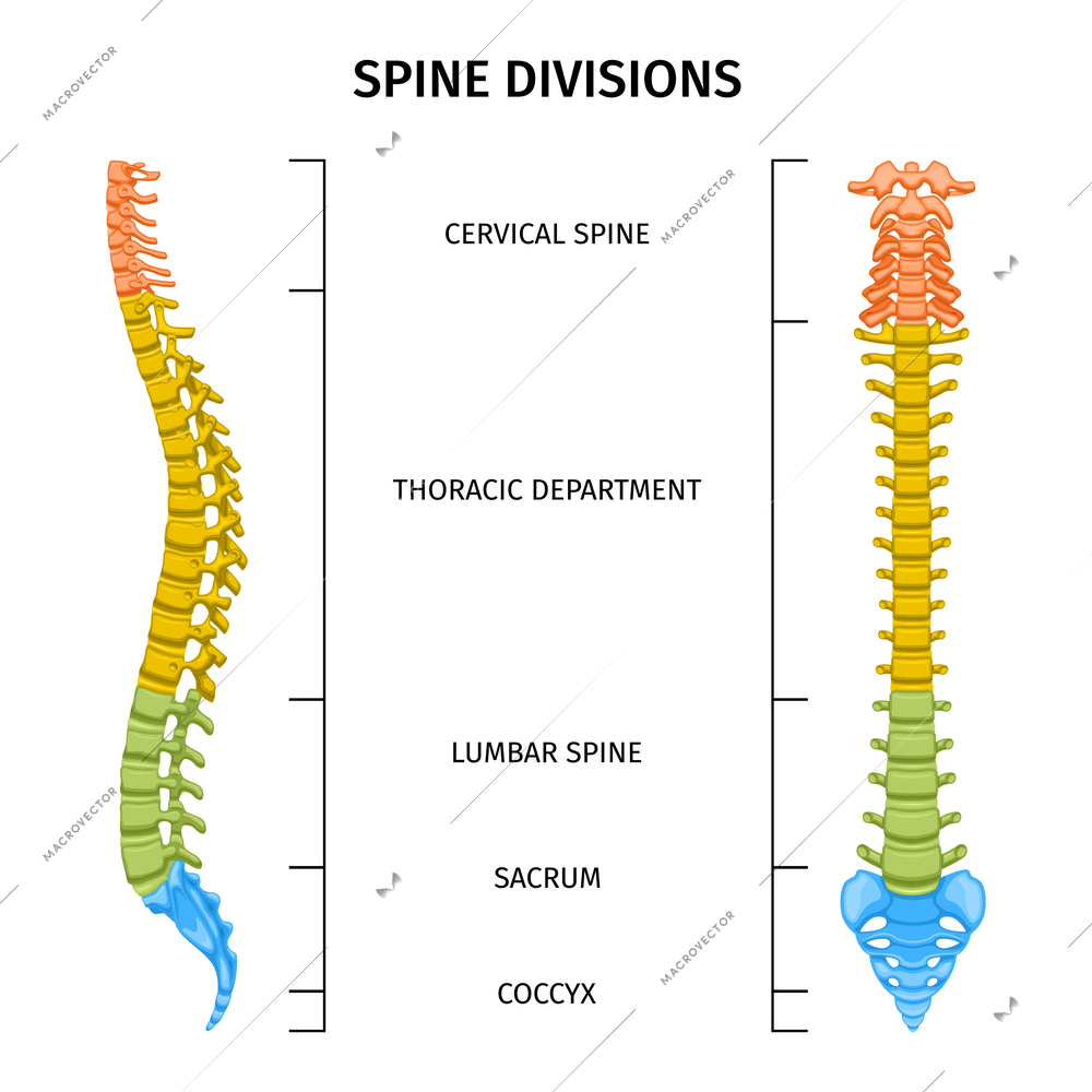 Spine structure anatomy composition with spine divisions chart editable text captions and colored images of spine vector illustration