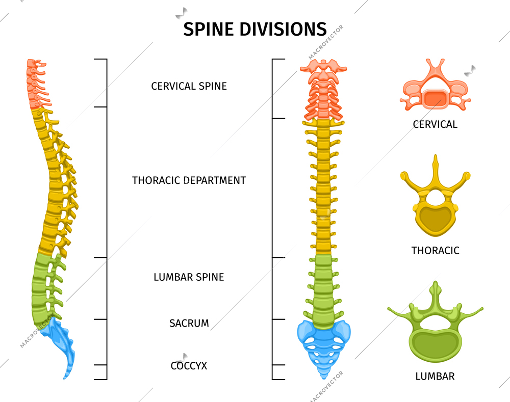 Spine structure anatomy composition with colored view of spine divisions with editable text captions and vertebrae vector illustration