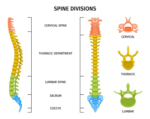 Spine structure anatomy composition with colored view of spine divisions with editable text captions and vertebrae vector illustration