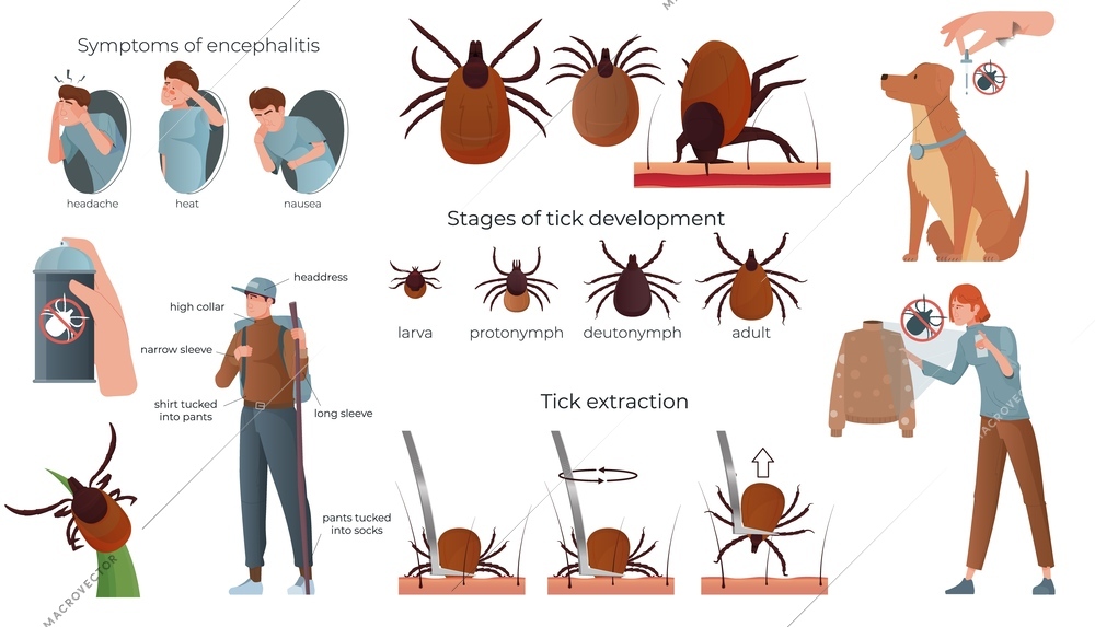 Ticks insect flat set with isolated icons of development stages extraction tips and symptoms of encephalitis vector illustration