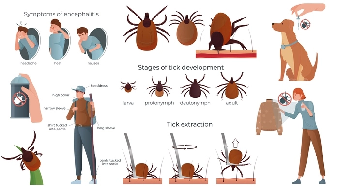 Ticks insect flat set with isolated icons of development stages extraction tips and symptoms of encephalitis vector illustration