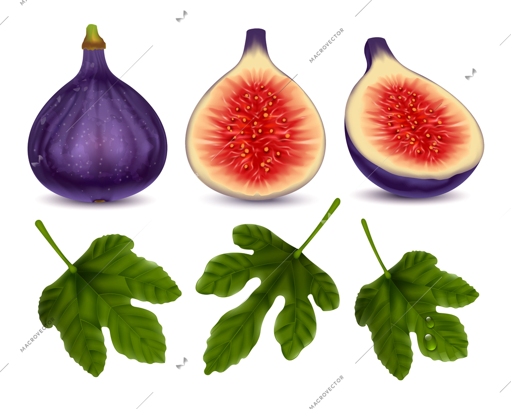 Whole and half figs and green leaves realistic set of common ripe fruits with purple thin skin isolated vector illustration