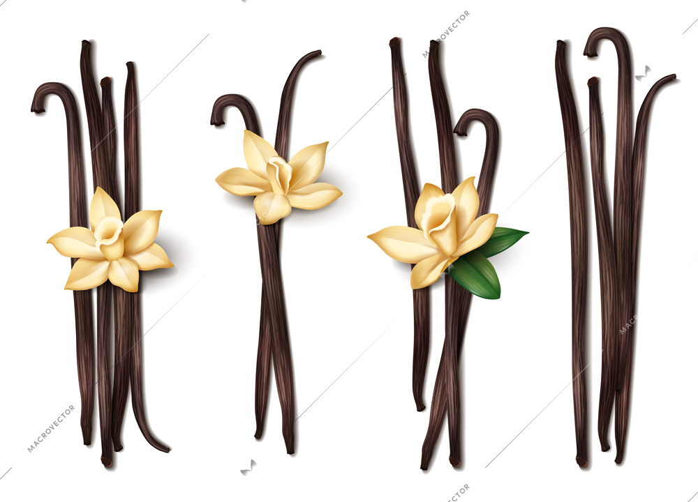Realistic vanilla spice sticks icons set isolated on white background vector illustration