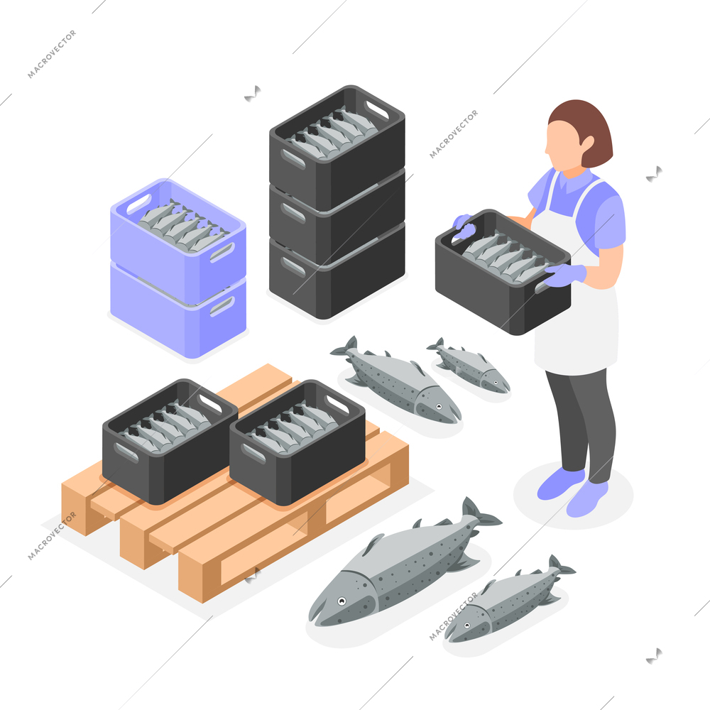 Mariculture isometric composition with female worker loading boxes with fresh fish vector illustration