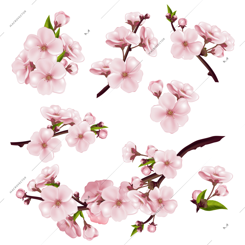 Realistic sakura cherry icons set with blossoming tree branches isoalted vector illustration