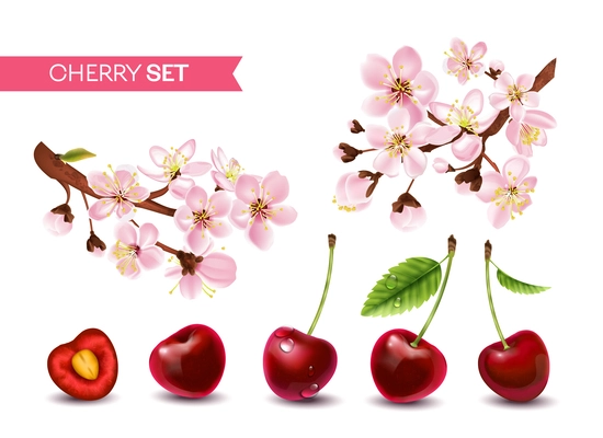 Realistic cherry branch set with text and isolated images of whole berries and flowers with leaves vector illustration