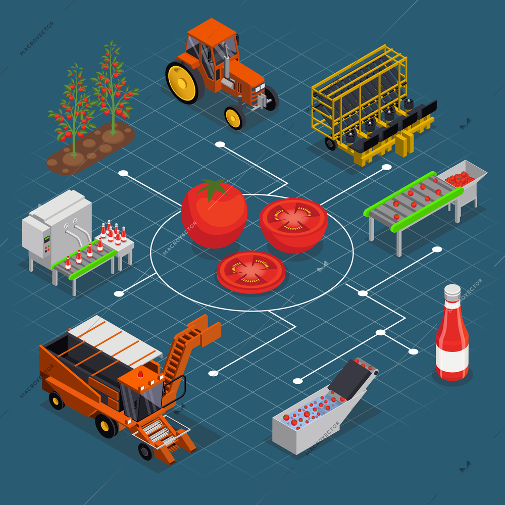 Tomatoes production isometric composition with flowchart of isolated plant images vehicles factory lines and half tomato vector illustration