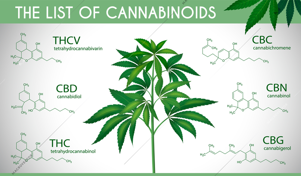 Medical marijuana infographic set with realistic cannabis plant and list of cannabinoids vector illustration