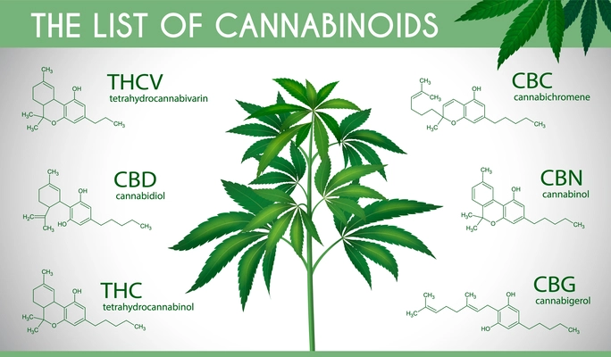 Medical marijuana infographic set with realistic cannabis plant and list of cannabinoids vector illustration