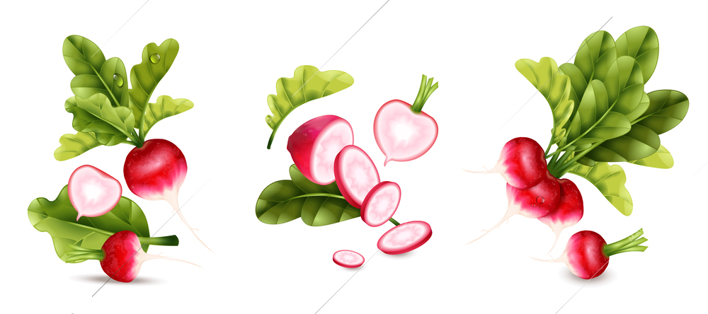Radish realistic compositions set with fresh vegetable symbols isolated vector illustration