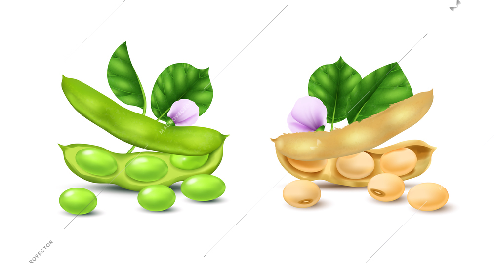 Realistic soybean compositions set with green and white soy beans isolated vector illustration