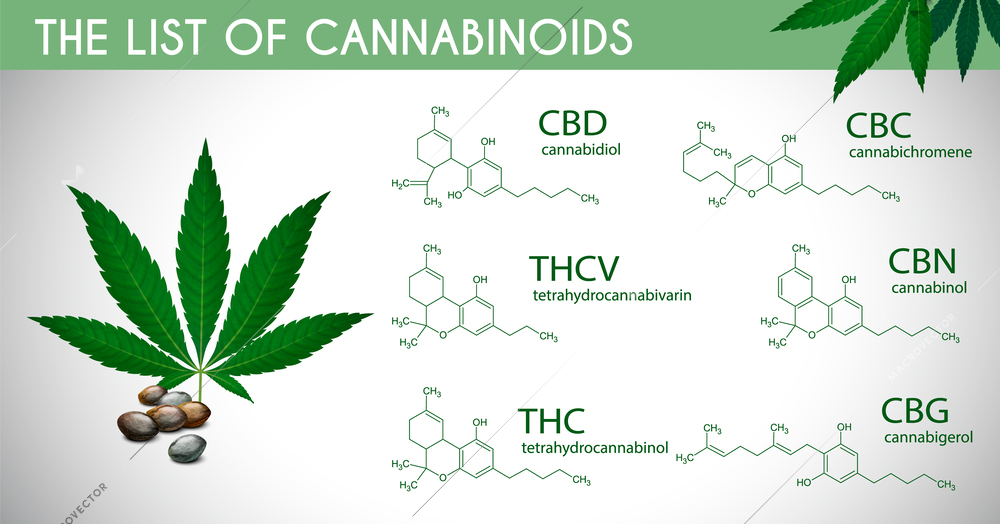 Medical marijuana infographic set with realistic hemp plant and list of cannabinoids vector illustration