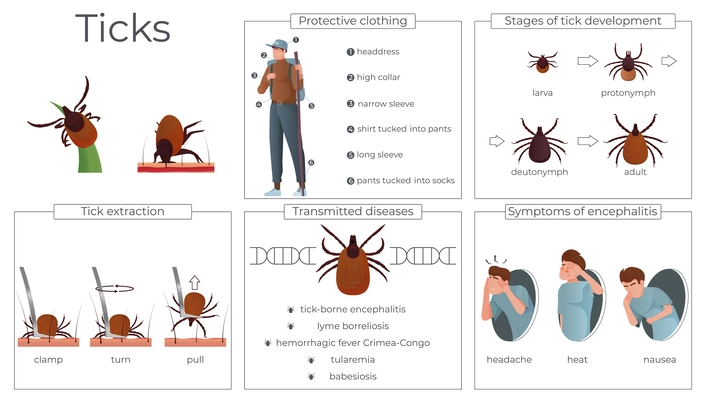 Ticks insect flat infographics with icons of protective clothing transmitted diseases with human characters and text vector illustration