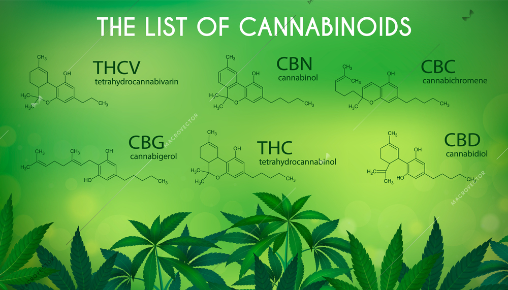 Medical marijuana infographic set with realistic cannabis plant and list of cannabinoids vector illustration