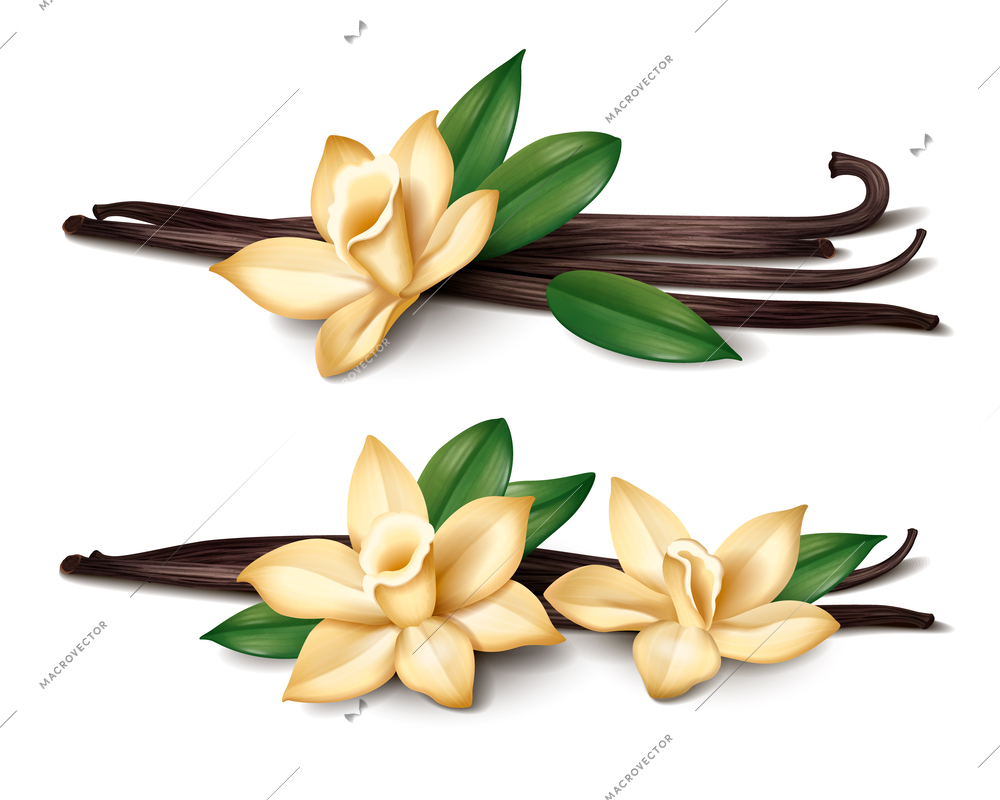 Realistic vanilla set with spice sticks and orchid flowers vector illustration