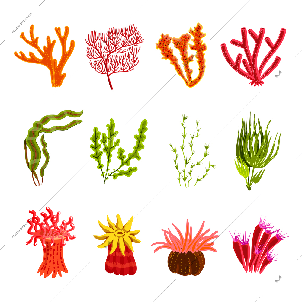 Underwater ocean and aquarium coral decorative icons set isolated vector illustration