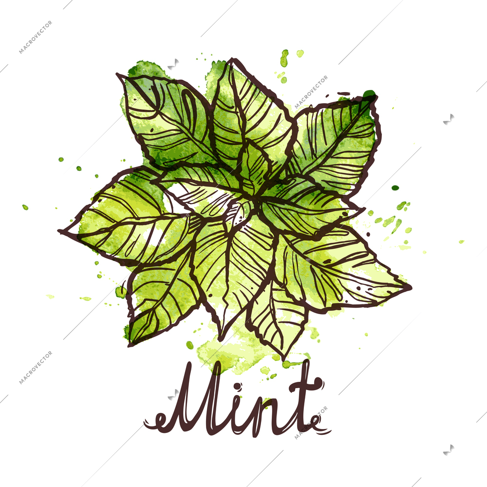 Sketch green organic mint herbal leaf with calligraphic text vector illustration