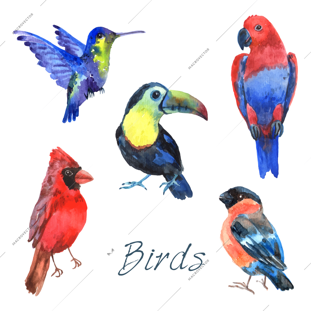 Tropical rainforest parrot birds with beautiful plumage and curved beaks watercolor pictograms collection abstract isolated vector illustration