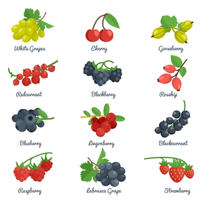Berries flat icons set with grape cherry gooseberry blackberry isolated vector illustration