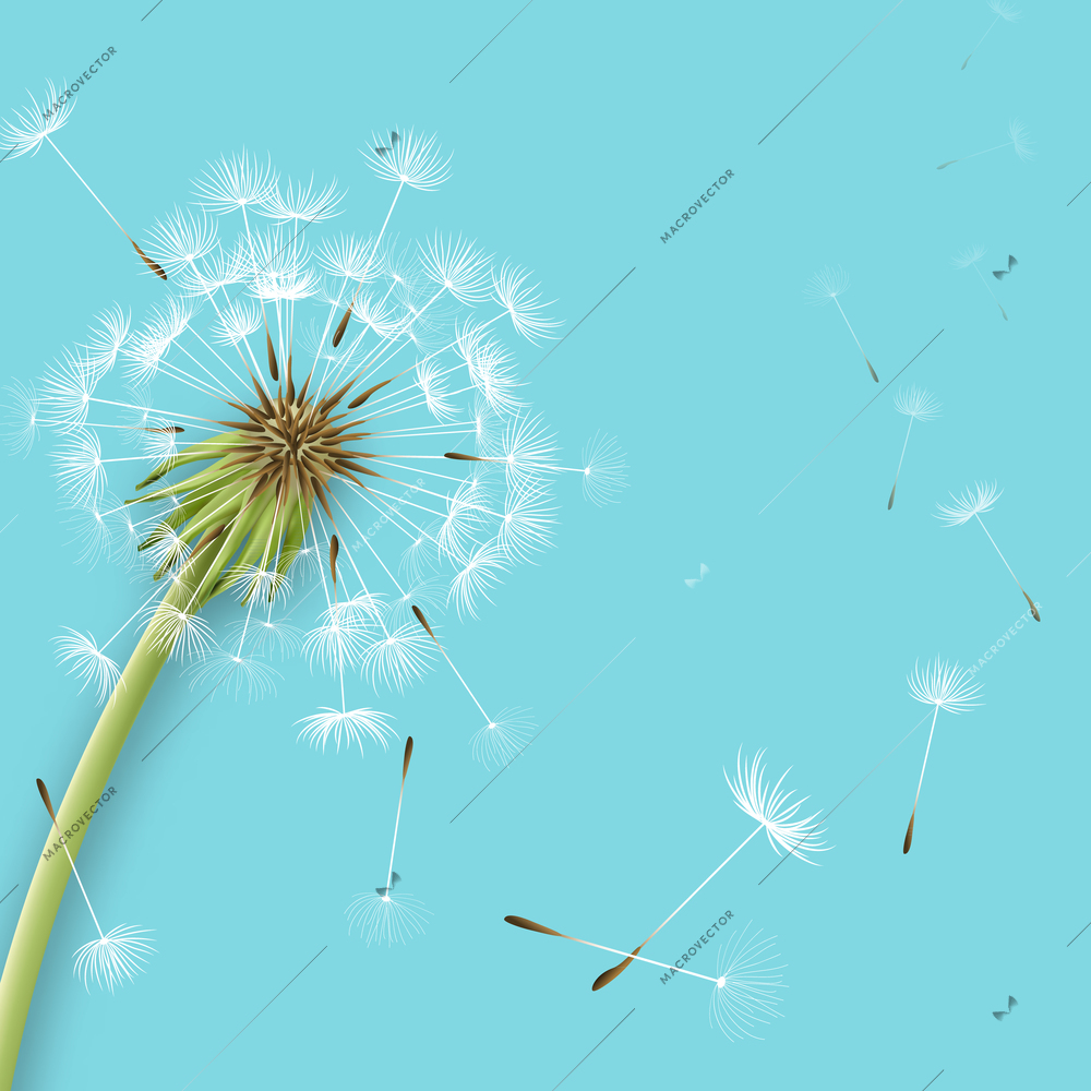 White dandelion with pollens isolated vector illustration