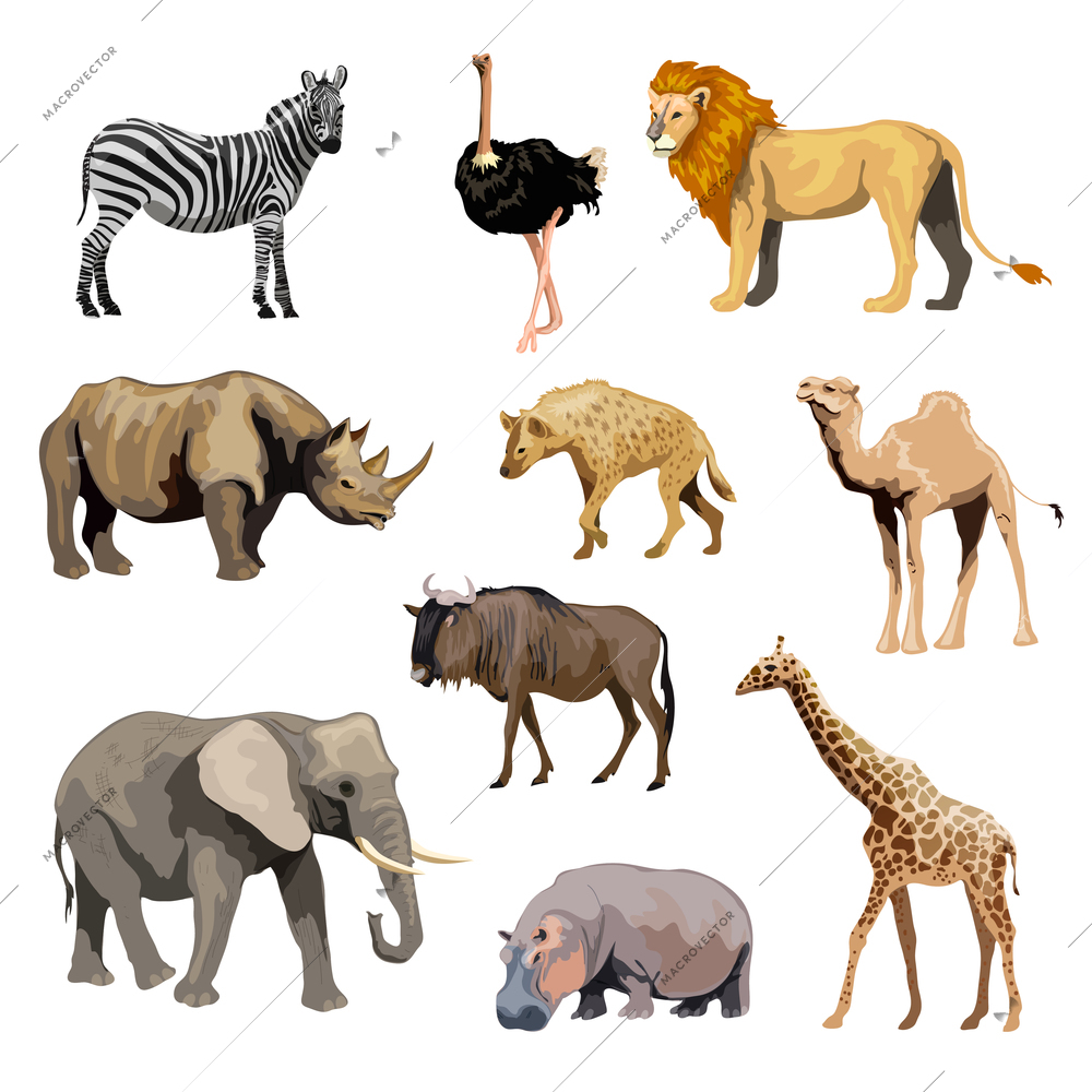 Wild african animals set with zebra ostrich lion rhinoceros isolated vector illustration