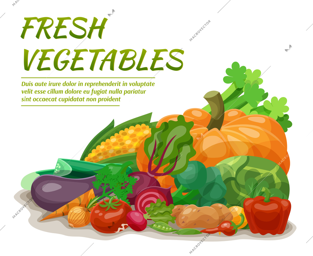 Fresh vegetables set with beet onion corn pepper vector illustration