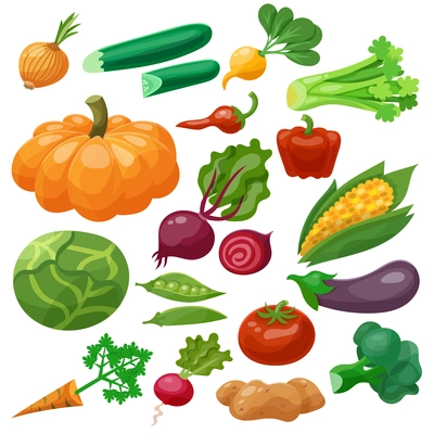 Vegetables icons set with cauliflower maize cabbage radish isolated vector illustration