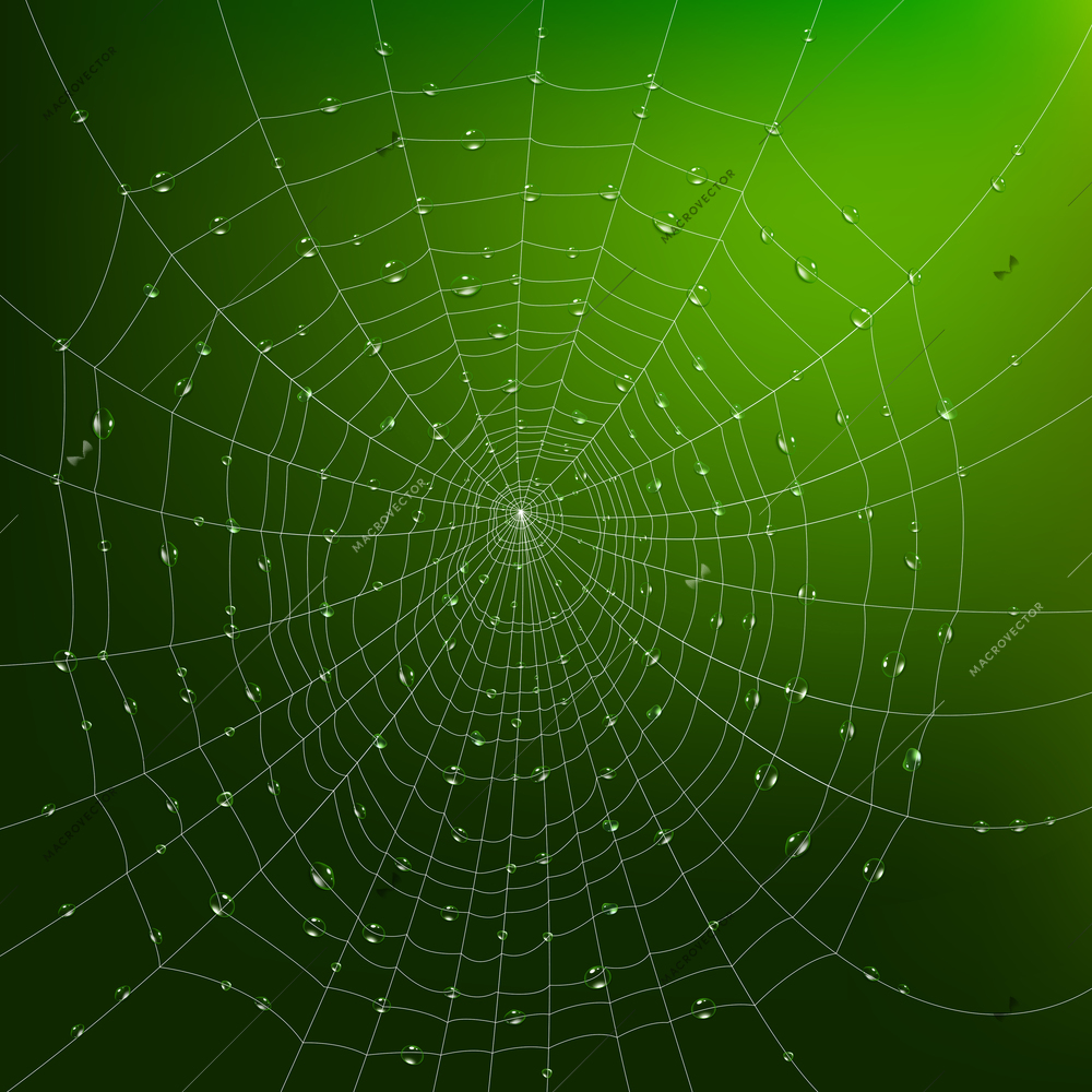 Realistic spider web with water drops on green background vector illustration