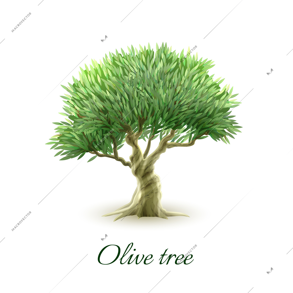 Stylized picture of beautiful evergreen olive tree grown for fruit to produce oil poster abstract vector illustration