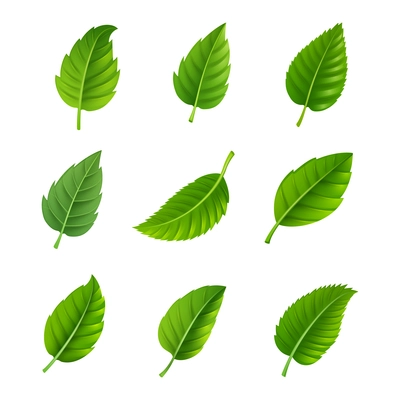 Various shapes and forms of green leaves set isolated vector illustration
