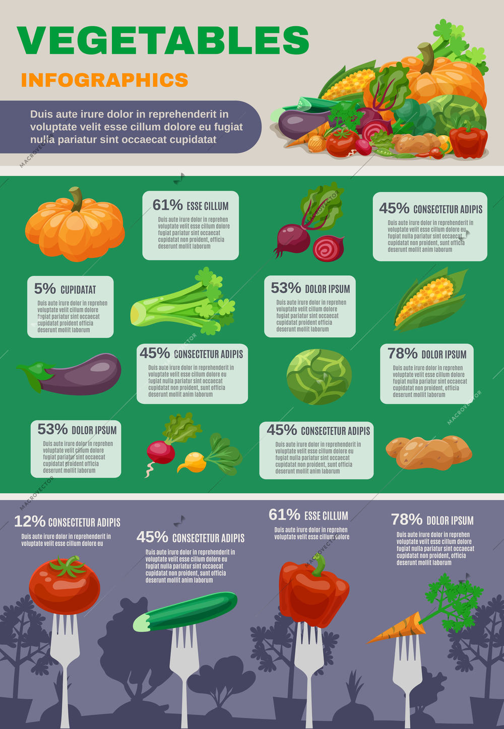 Vegetables infographic set with pumpkin cabbage beetroot and aubergine flat vector illustration