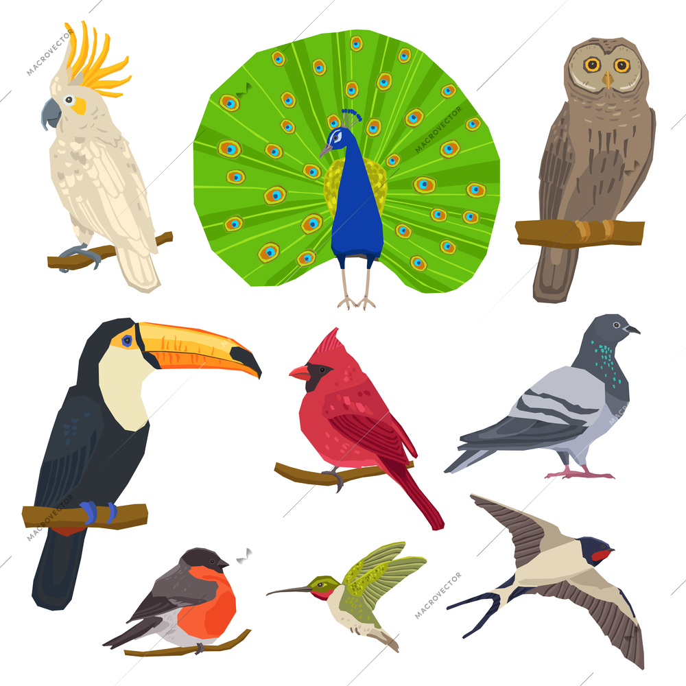 Birds peacock toucan bullfinch dove owl and swallow color painted flat icon set isolated vector illustration