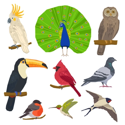 Birds peacock toucan bullfinch dove owl and swallow color painted flat icon set isolated vector illustration