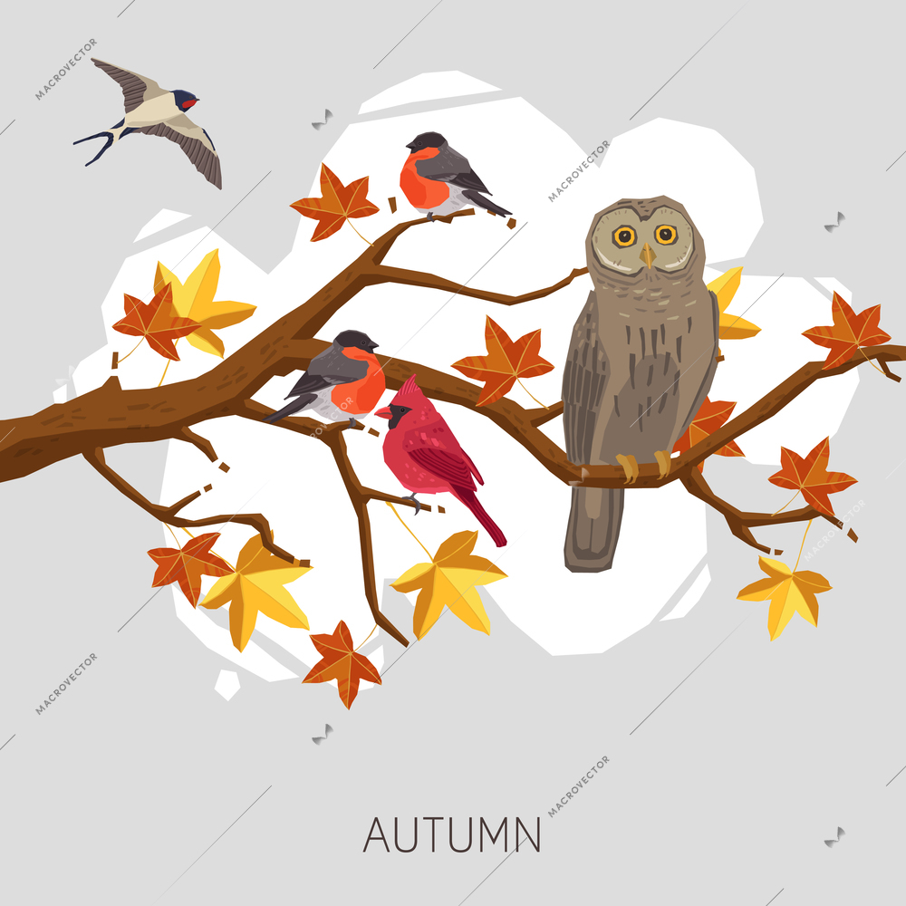 Owl bullfinches and swallow on autumn maple tree branch vector illustration