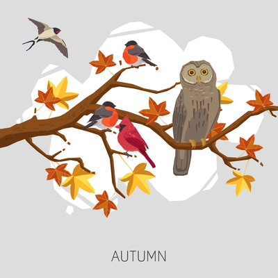 Owl bullfinches and swallow on autumn maple tree branch vector illustration