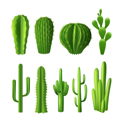 Different types of cactus plants realistic decorative icons set isolated vector illustration
