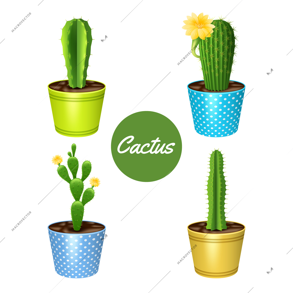 Cactus plants in flower pots decorative icons set isolated vector illustration