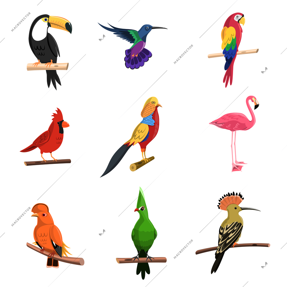 Exotic birds set with toucan parrot and flamingo isolated vector illustration