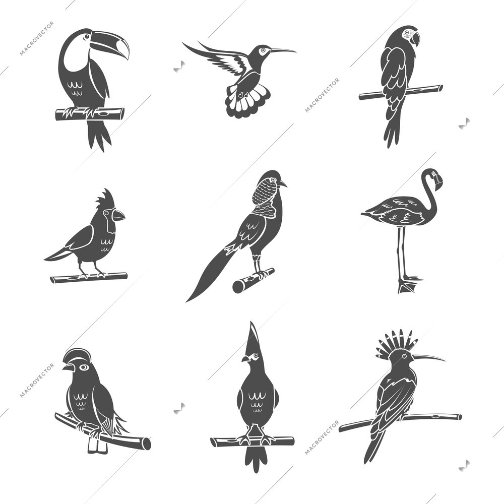 Tropical wild bird black silhouettes icons set isolated vector illustration