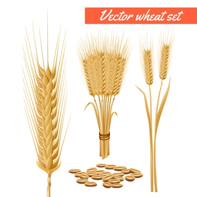 Ripe wheat plant harvested heads and grain decorative and health benefits advertizing poster background abstract vector illustration