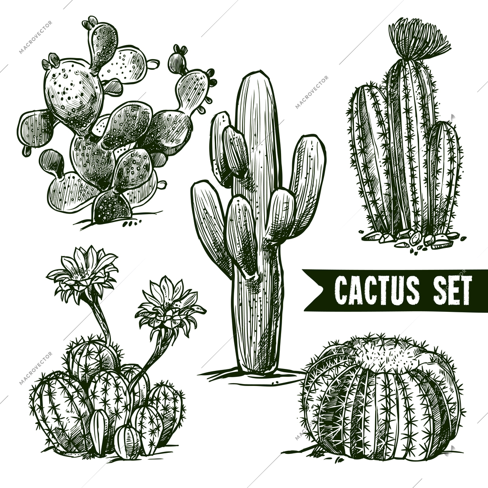 Different shapes desert and domestic cactus sketch set isolated vector illustration