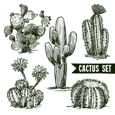 Different shapes desert and domestic cactus sketch set isolated vector illustration