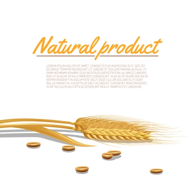 Wheat ear with cereals and natural product text poster vector illustration