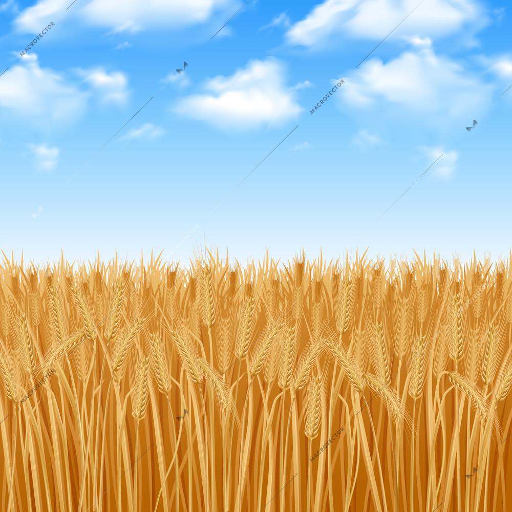 Golden yellow wheat field and summer sky background vector illustration