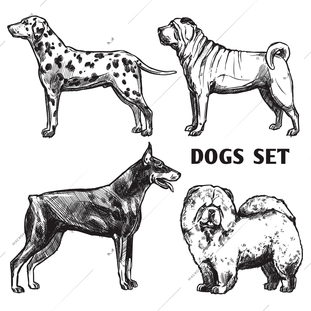 Sketch dogs portrait set with dalmatian doberman shar-pei and chow chow profiles isolated vector illustration