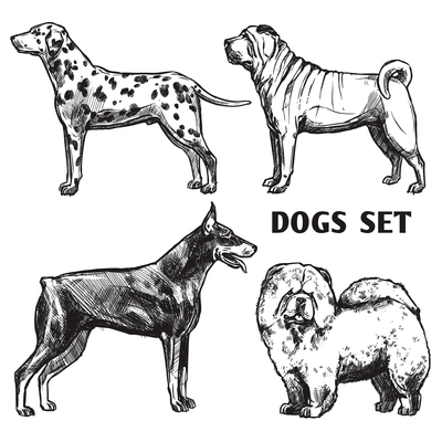 Sketch dogs portrait set with dalmatian doberman shar-pei and chow chow profiles isolated vector illustration