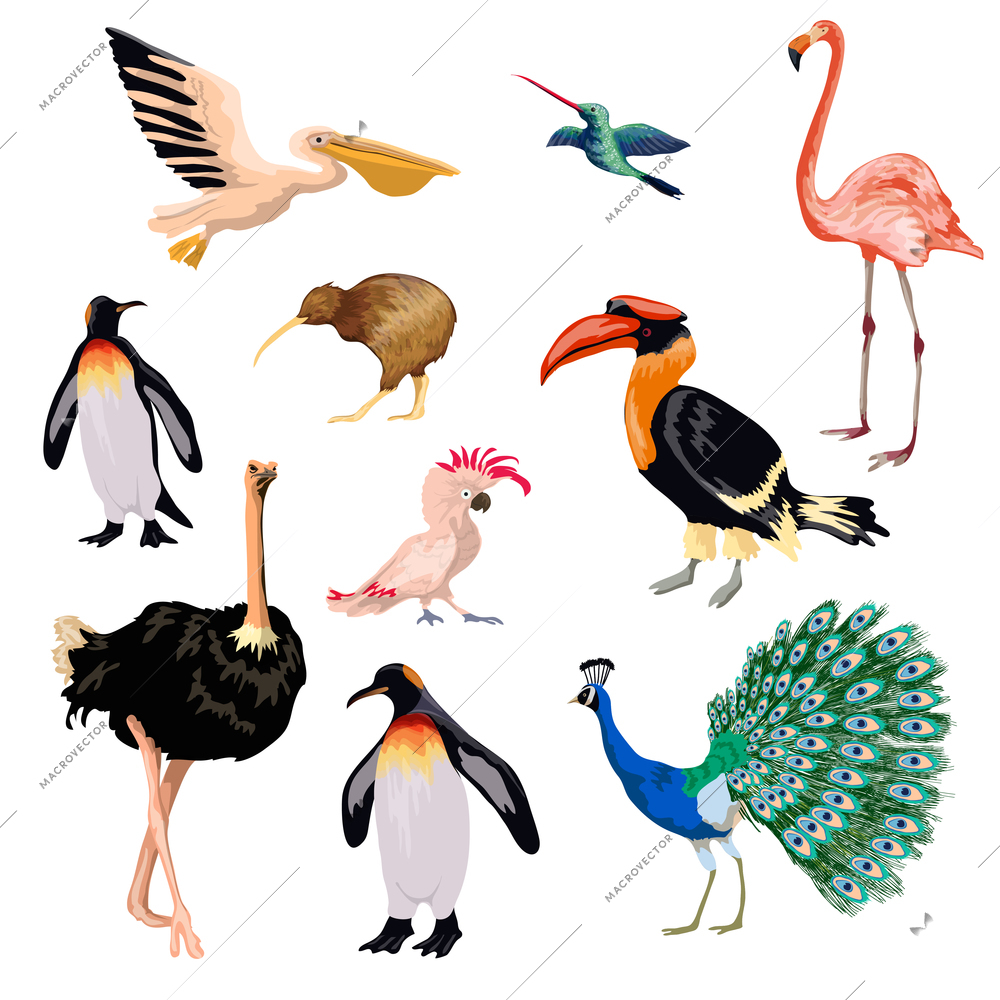 Exotic birds decorative icons set with pelican parrot flamingo penguin isolated vector illustration